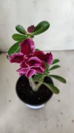 Planta Dobrada 3022 – 30cm – 02 anos - Imagem 4