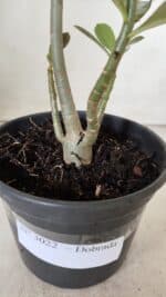 Planta Dobrada 3022 – 30cm – 02 anos - Imagem 6