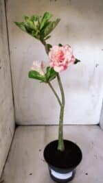 Planta Dobrada 3023 – 30cm – 02 anos - Imagem 2