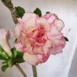 Planta Dobrada 3023 – 30cm – 02 anos