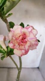 Planta Dobrada 3023 – 30cm – 02 anos