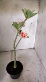 Planta Dobrada 3023 – 30cm – 02 anos - Imagem 4