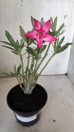 Planta Dobrada 3024 – 30cm – 02 anos - Imagem 2