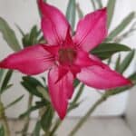 Planta Dobrada 3024 – 30cm – 02 anos