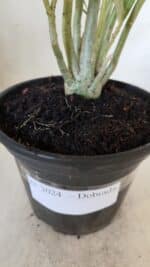 Planta Dobrada 3024 – 30cm – 02 anos - Imagem 7