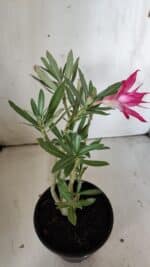 Planta Dobrada 3024 – 30cm – 02 anos - Imagem 6