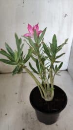 Planta Dobrada 3024 – 30cm – 02 anos - Imagem 5