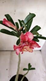 Planta Dobrada 3025 – 30cm – 02 anos - Imagem 4