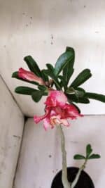 Planta Dobrada 3025 – 30cm – 02 anos - Imagem 6