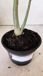 Planta Dobrada 3025 – 30cm – 02 anos - Imagem 7