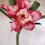 Planta Dobrada 3025 – 30cm – 02 anos