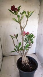 Planta Dobrada 3026 – 50cm – 04 anos - Imagem 7