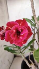 Planta Dobrada 3026 – 50cm – 04 anos - Imagem 4