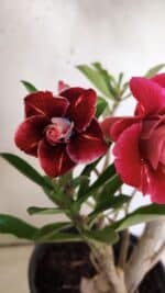 Planta Dobrada 3026 – 50cm – 04 anos - Imagem 3