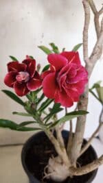 Planta Dobrada 3026 – 50cm – 04 anos