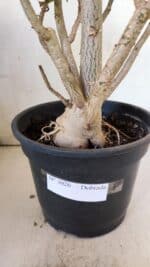 Planta Dobrada 3026 – 50cm – 04 anos - Imagem 11