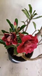 Planta Dobrada 3026 – 50cm – 04 anos - Imagem 9