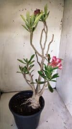 Planta Dobrada 3026 – 50cm – 04 anos - Imagem 8