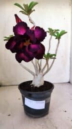 Planta Dobrada 3027 – 35cm – 03 anos - Imagem 2