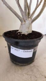 Planta Dobrada 3027 – 35cm – 03 anos - Imagem 7