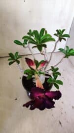 Planta Dobrada 3027 – 35cm – 03 anos - Imagem 4