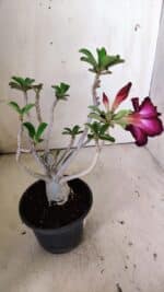 Planta Dobrada 3027 – 35cm – 03 anos - Imagem 6