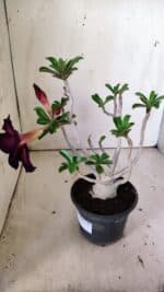 Planta Dobrada 3027 – 35cm – 03 anos - Imagem 5