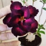 Planta Dobrada 3027 – 35cm – 03 anos