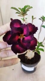 Planta Dobrada 3027 – 35cm – 03 anos