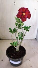 Planta Dobrada 3028 – 30cm – 02 anos - Imagem 2