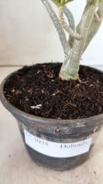 Planta Dobrada 3028 – 30cm – 02 anos - Imagem 8