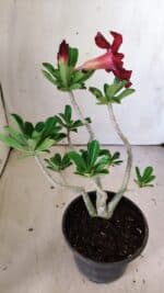 Planta Dobrada 3028 – 30cm – 02 anos - Imagem 7