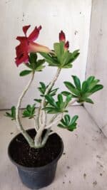 Planta Dobrada 3028 – 30cm – 02 anos - Imagem 6