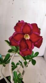 Planta Dobrada 3028 – 30cm – 02 anos