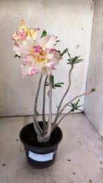 Planta Dobrada 3029 – 35cm – 03 anos - Imagem 2