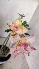 Planta Dobrada 3029 – 35cm – 03 anos