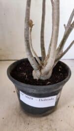 Planta Dobrada 3029 – 35cm – 03 anos - Imagem 7