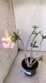 Planta Dobrada 3029 – 35cm – 03 anos - Imagem 6