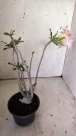 Planta Dobrada 3029 – 35cm – 03 anos - Imagem 5