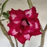 Planta Dobrada 3030 – 65cm – 04 anos