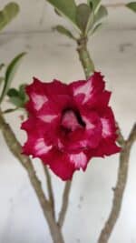 Planta Dobrada 3030 – 65cm – 04 anos