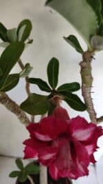 Planta Dobrada 3030 – 65cm – 04 anos - Imagem 4