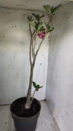 Planta Dobrada 3030 – 65cm – 04 anos - Imagem 6