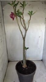 Planta Dobrada 3030 – 65cm – 04 anos - Imagem 5