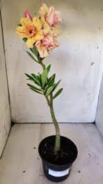 Planta Dobrada 3031 – 35cm – 02 anos - Imagem 2
