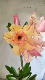 Planta Dobrada 3031 – 35cm – 02 anos