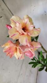 Planta Dobrada 3031 – 35cm – 02 anos - Imagem 4