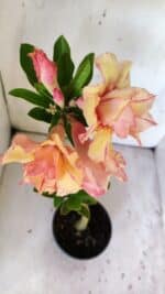 Planta Dobrada 3031 – 35cm – 02 anos - Imagem 5