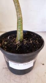 Planta Dobrada 3031 – 35cm – 02 anos - Imagem 7