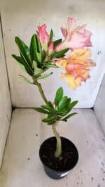 Planta Dobrada 3031 – 35cm – 02 anos - Imagem 6